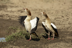 goose